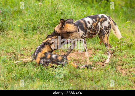 African cani selvatici ( Lycaon Pictus) svolgono combattimenti, Madikwe Game Reserve, Sud Africa. Foto Stock