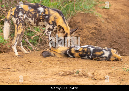 African cani selvatici ( Lycaon Pictus) giocando, Madikwe Game Reserve, Sud Africa. Foto Stock