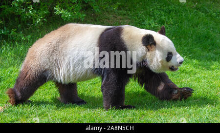 Panda gigante, giovane orso panda camminando in erba, atteggiamento divertente Foto Stock