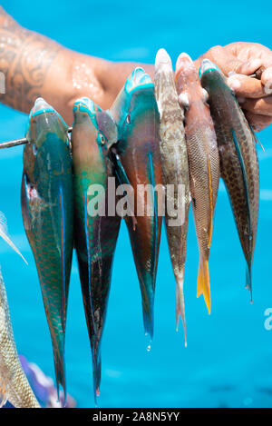 Pesca con arpione in Polinesia francese, pesci colorati, pesci pappagallo sulla freccia Foto Stock