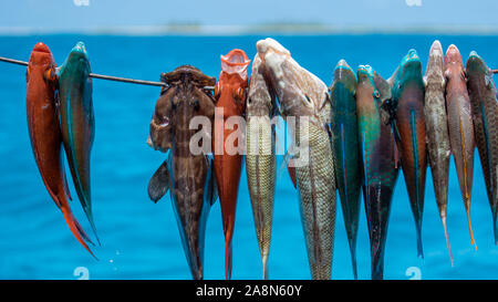 Pesca con arpione in Polinesia francese, pesci colorati, pesci pappagallo sulla freccia Foto Stock