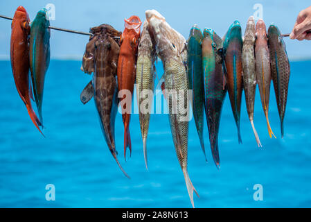 Pesca con arpione in Polinesia francese, pesci colorati, pesci pappagallo sulla freccia Foto Stock