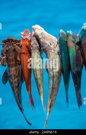 Pesca con arpione in Polinesia francese, pesci colorati, pesci pappagallo sulla freccia Foto Stock