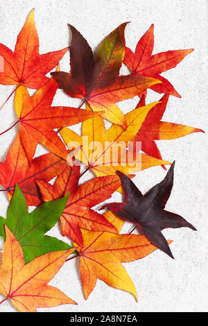 Foglie autunnali colorate di gum tree dolce sullo sfondo di pietra chiara. (Liquidambar styraciflua). Sfondo natura. Foto Stock
