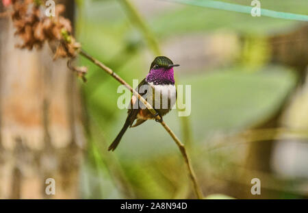 Purple-throated hummingbird woodstar (Philodice mitchellii), Bellavista Cloud Forest Riserve, Mindo, Ecuador Foto Stock