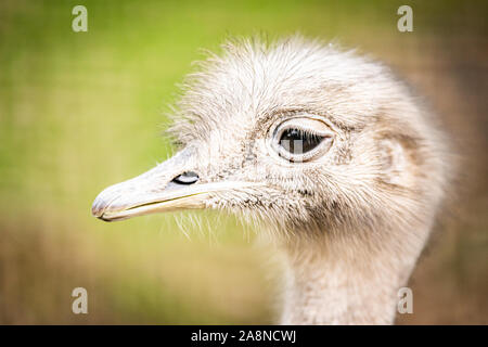 Edinburgh, Regno Unito. Mer 23 ottobre 2019. Darwin (Rhea Rhea pennata) o minore Rhea presso lo Zoo di Edimburgo, Scozia. Foto Stock