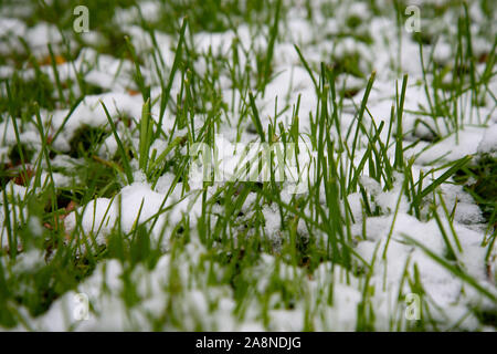 Coperta di neve erba verde. Erba verde sotto la neve. Il bianco della neve e il verde erba sfondo. L'erba su un prato ricoperto di neve. Foto Stock