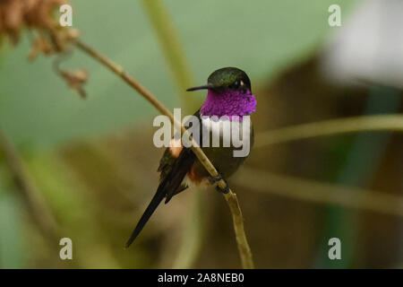 Purple-throated hummingbird woodstar (Philodice mitchellii), Bellavista Cloud Forest Riserve, Mindo, Ecuador Foto Stock