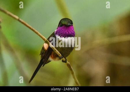 Purple-throated hummingbird woodstar (Philodice mitchellii), Bellavista Cloud Forest Riserve, Mindo, Ecuador Foto Stock