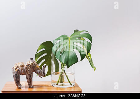 Grandi Monstera palm lasciare in un vaso di vetro Foto Stock