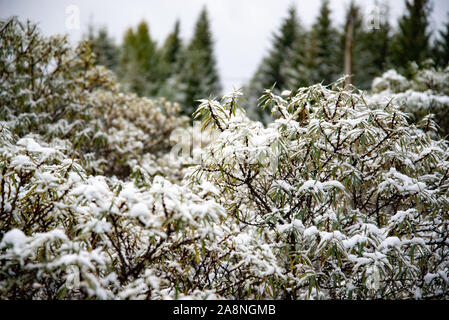 Le boccole sotto la neve. Neve coperto di foglie in inverno. Boccola con foglie verdi coperte di neve. Foto Stock