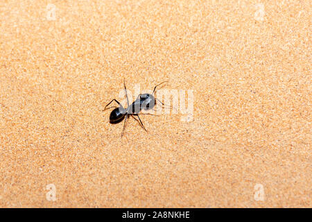 Giant Ant (Camponotus xerxes), un Nero notte tempo creatura, che corre lungo le dune di sabbia negli Emirati Arabi Uniti a notte. Foto Stock