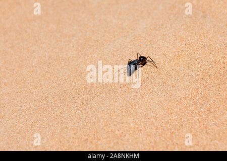 Giant Ant (Camponotus xerxes), un Nero notte tempo creatura, che corre lungo le dune di sabbia negli Emirati Arabi Uniti a notte. Foto Stock
