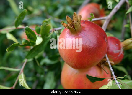 Freschi maturi ecologico bio OGM free frutti di melograno crescono sugli alberi, vicino fino Foto Stock
