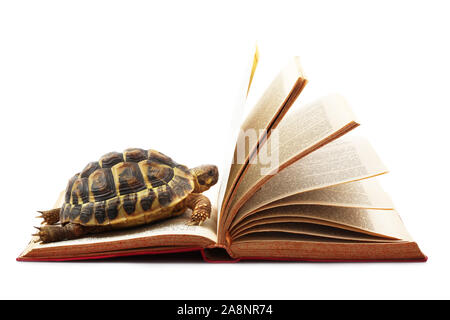 Tartaruga la lettura di un libro su sfondo bianco Foto Stock
