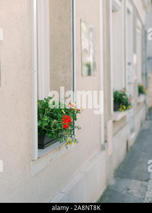 Gerani e altri fiori che crescono in una piccola finestra casella giardino in Amboise, Francia Foto Stock