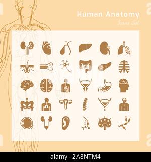 Set di icone vettoriali interna di organi umani in uno stile lineare isolato. Illustrazione Vettoriale