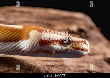 Royal Python Python Regius, close up su un pezzo di corteccia di albero Foto Stock