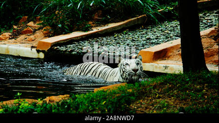 La tigre bianca godendo di una nuotata Foto Stock