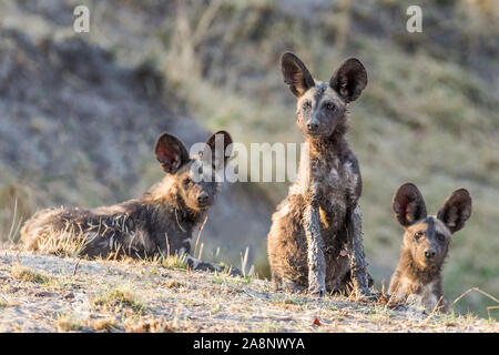 Coperti di fango Africa Wild aka dipinto di cani, cuccioli, da waterhole, Nanzhila pianure, Parco Nazionale di Kafue, Zambia, Africa Foto Stock