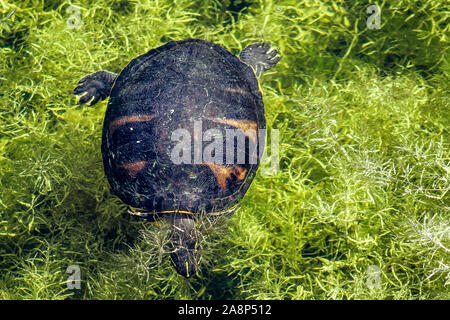 Cooter Suwannee turtle peaking fino da marsh Foto Stock