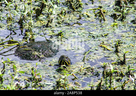 Cooter Suwannee turtle peaking fino da marsh Foto Stock