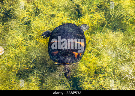 Cooter Suwannee turtle peaking fino da marsh Foto Stock