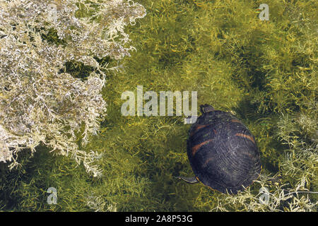 Cooter Suwannee turtle peaking fino da marsh Foto Stock