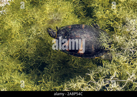 Cooter Suwannee turtle peaking fino da marsh Foto Stock