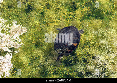 Cooter Suwannee turtle peaking fino da marsh Foto Stock