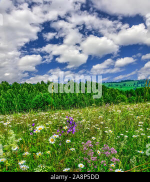 Il pittoresco paesaggio estivo con la fioritura fiori ed erbe sulla sommità della collina su un cielo blu con nuvole bianche a sfondo soleggiata giornata calda. Estate Foto Stock