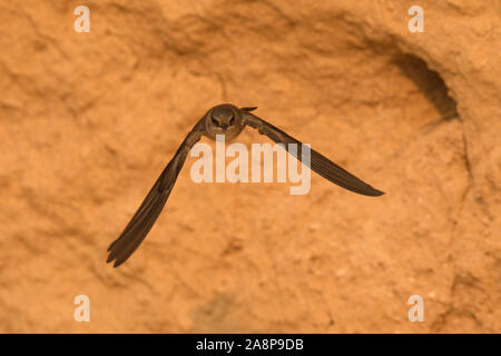 Marrone-throated martin (Riparia paludicola) a Gandhinagar, Gujarat, India Foto Stock