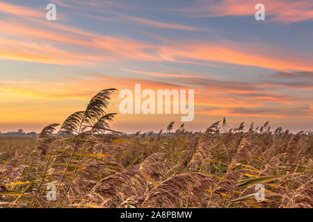 Reed (Phragmites australis) campo al tramonto in blu e rosa sky, Groningen, Paesi Bassi Foto Stock