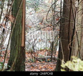 Culturalmente modificati albero di cedro con corteccia asportata per basketry nel nord-ovest del Pacifico Prime nazioni di tradizione Foto Stock