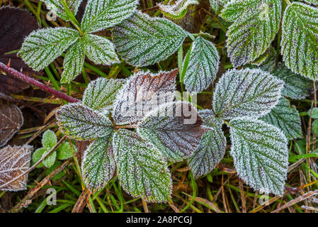 Foglie di blackberry europeo (Rubus fruticosus) coperto di brina / trasformata per forte gradiente gelo in autunno / autunno Foto Stock