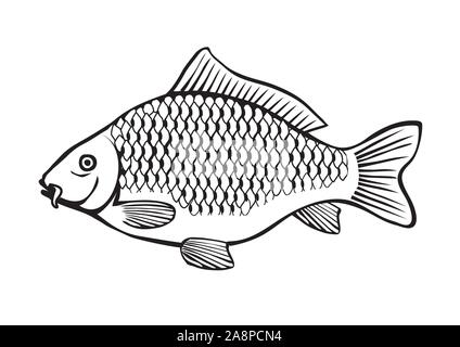 Illustrazione Di Un Pesce In Bianco E Nero Di Carpe Disegno Gesso Su Una Lavagna Immagine E Vettoriale Alamy