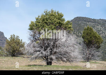 Ginestra con live e lembi morti, Steens Mountain, Oregon. Foto Stock
