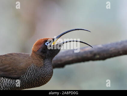 Marrone (Sicklebill Epimachus meyeri bloodi) close up immaturi di mangiare la frutta Kumul Lodge, Papua Nuova Guinea Luglio Foto Stock