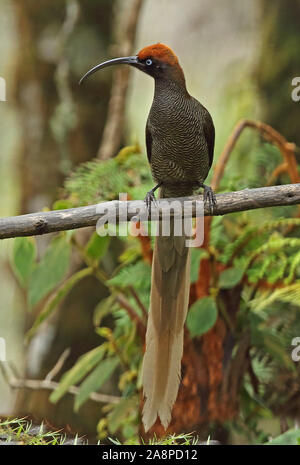 Marrone (Sicklebill Epimachus meyeri bloodi) capretti appollaiato sul ramo Kumul Lodge, Mount Hagen, Papua Nuova Guinea Luglio Foto Stock