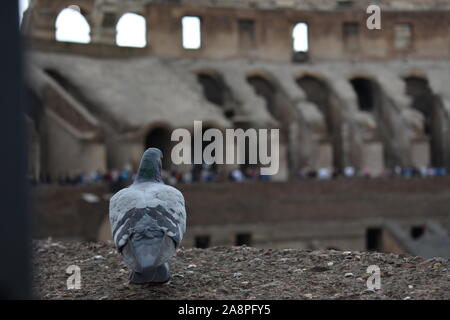 Un piccione a Roma la seduta e rispettando le persone e l'ambiente intorno ad esso Foto Stock