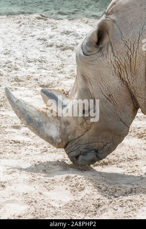 Close up ritratto di rhino, profilo. Rhino nella polvere di argilla e passeggiate. close-up. foto verticale. Foto Stock
