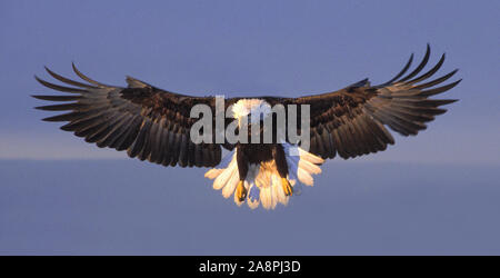 Nord America; Stati Uniti; Alaska; Chilkat fiume; fauna; uccelli predatori;; aquila calva; Haliaeetus leucocephalus Foto Stock