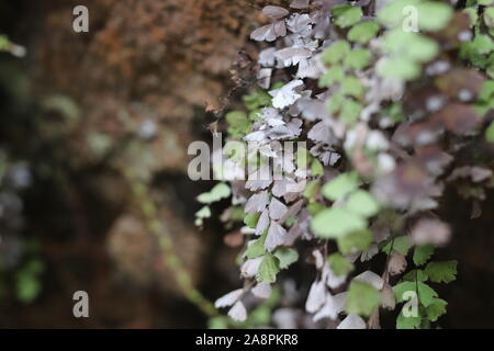 Maidenhair una piccola fern di distribuzione capillare Foto Stock