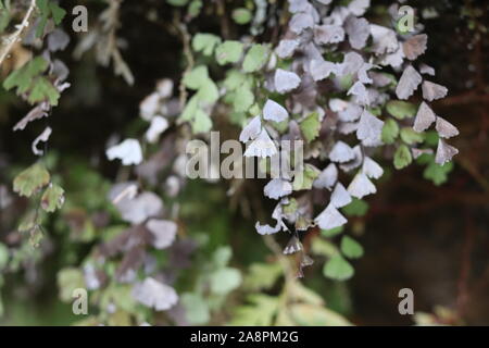 Maidenhair una piccola fern di distribuzione capillare Foto Stock