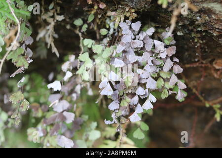 Maidenhair una piccola fern di distribuzione capillare Foto Stock