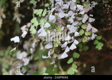 Maidenhair una piccola fern di distribuzione capillare Foto Stock