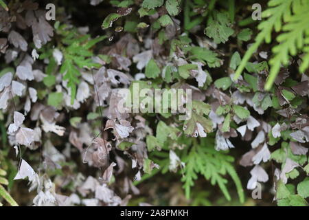 Maidenhair una piccola fern di distribuzione capillare Foto Stock