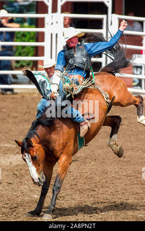 Bareback bronco in sella alla mostra di Calgary Stampede e Rodeo, Luglio 2001 Foto Stock