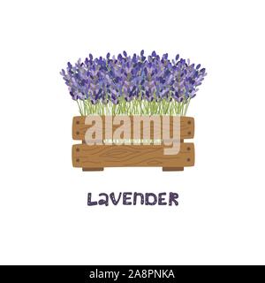 Mazzo di fiori di lavanda in una piantatrice di legno. Illustrazione Vettoriale. Illustrazione Vettoriale