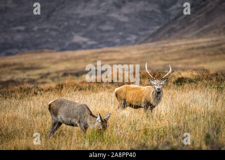 Cervi pascolano in Glencoe nelle Highlands della Scozia Foto Stock